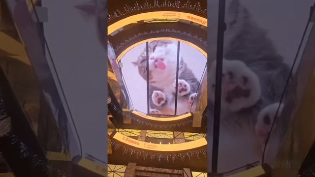 Потолок в торговом центре! Милота зашкаливает!