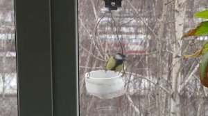 синица по воробьиному чирикает