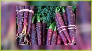 ИЗНАЧАЛЬНО МОРКОВЬ БЫЛА ФИОЛЕТОВОГО ЦВЕТА?!