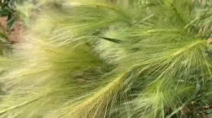 Ячмень гривастый