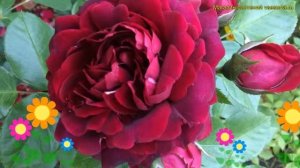 Роза плетистая Аттлеборогх. Краткий обзор, описание характеристик, где купить саженцы Attleborough