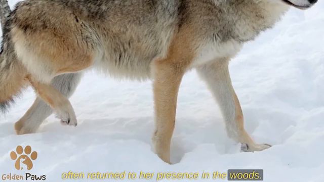 The Wounded Man, Surrounded by Wolves, Thought It Was the End Then the Unbelievable Happened смотреть онлайн