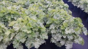 Best Perennials - Heuchera 'Snow Angel' (Coral Bells)