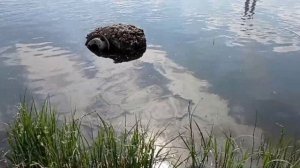 Рыбалка на реке Томь. Ловиться крупная рыба!!!