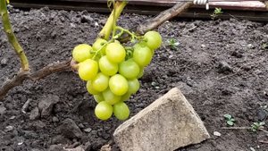 Царица Урганская-с апельсиновым вкусом