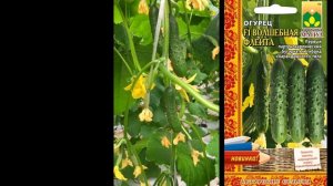 Авторские семена Агрофирмы Манул: F1 Волшебная флейта. Массовое плодоношение в теплице.