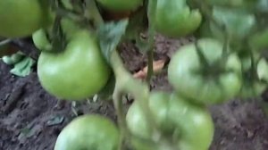 Сорт томата Монгольский карлик / Сорт помидор для открытого грунта / Стелющийся тип томата