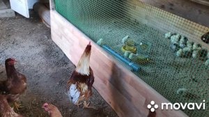 Кормушка для цыплят бройлеров своими руками (2 часть - испытание)