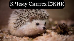 К чему снится ЁЖИК или видеть во сне ЁЖИК | Толкование снов | Сонник Sk1.online