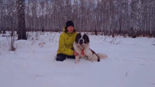 Московская сторожевая. Прогулки по зимнему лесу смотреть онлайн