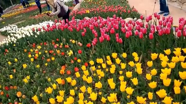 ПАРАД ТЮЛЬПАНОВ 2016| Никитский ботанический сад| Крым 2016 смотреть онлайн