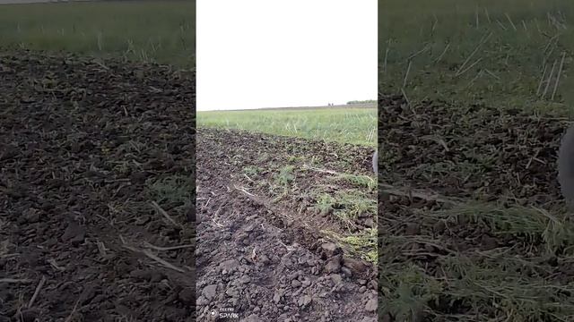 обзор глубокорыхлителя (диско-чизеля?) для Т- 150