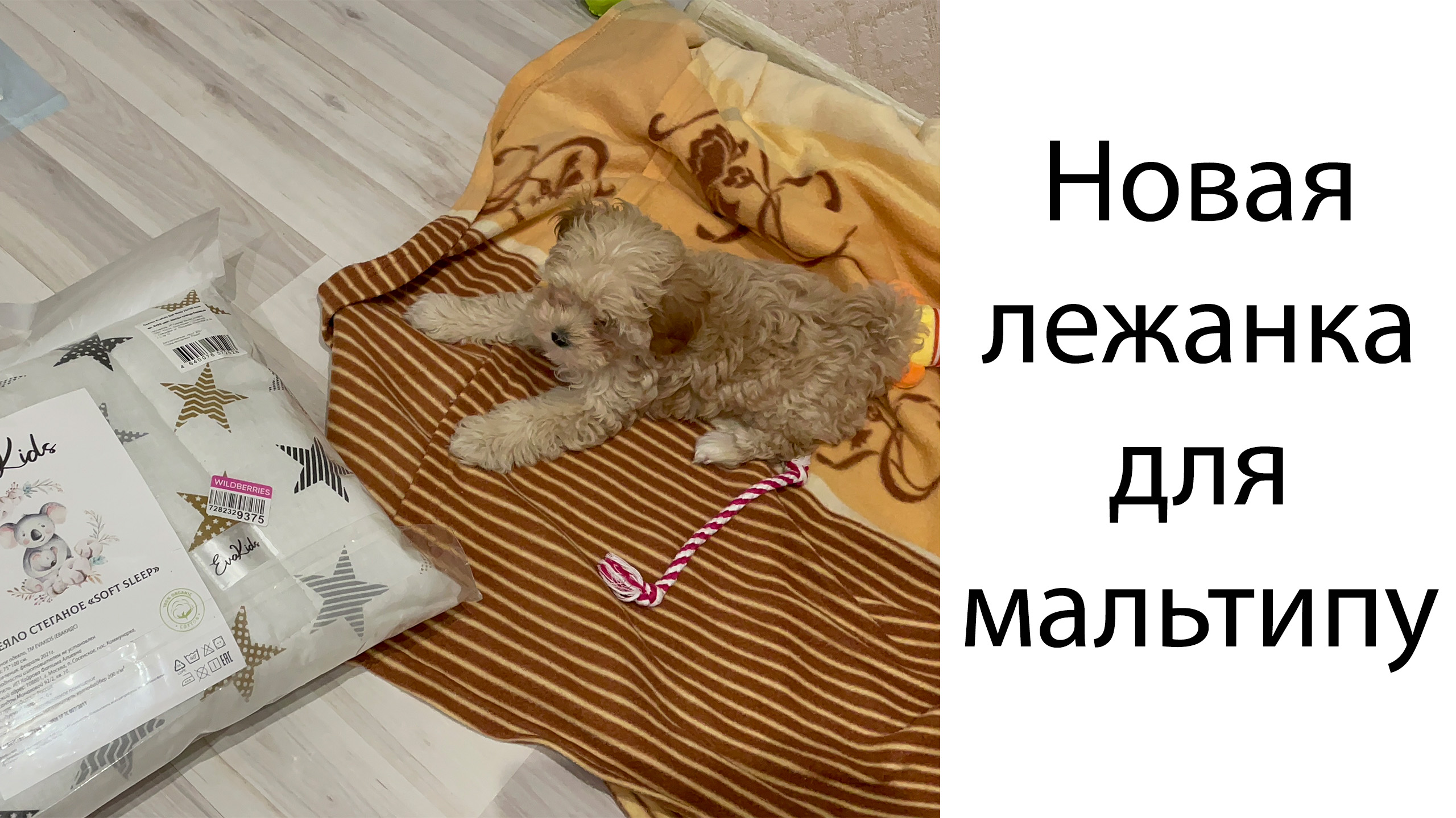 Новая лежанка для мальтипу