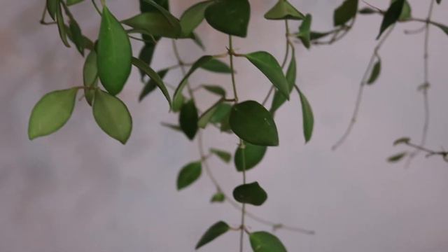 THE GREAT GLORIOSUM GIVEAWAY!! смотреть онлайн