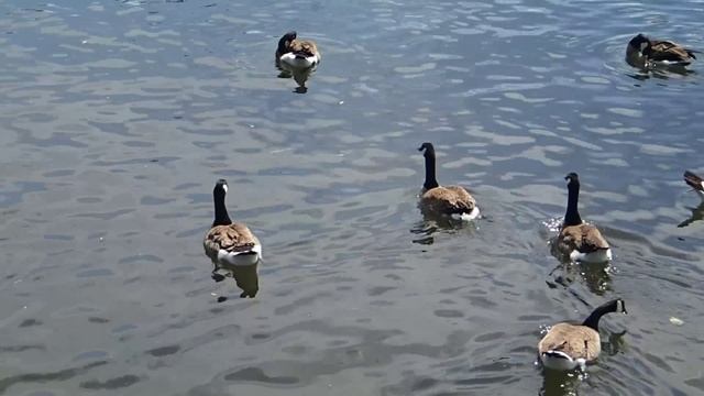 Olympus TG-2 geese sample video смотреть онлайн