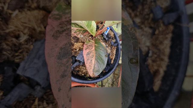 Rare Stunning Latest Surprising Hybrid Anthurium Leaves Collection Plants смотреть онлайн