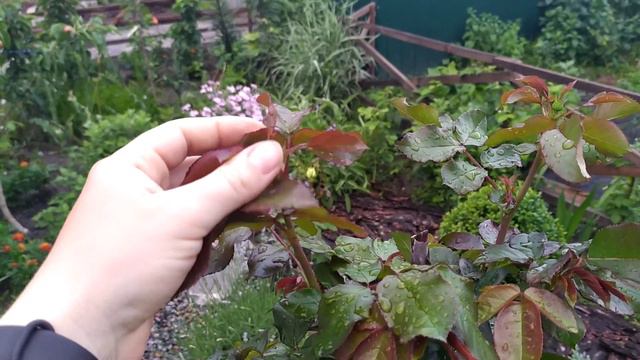 посылка от агромаркет, и окулянт после посадки, малиновое дерево на второй год после высадки смотреть онлайн