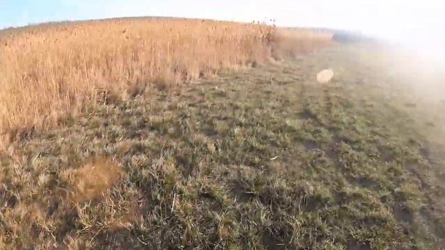 Неожиданно большой кабан на охоте в камышах Unexpectedly big boar hunting in the reeds mp4 смотреть онлайн