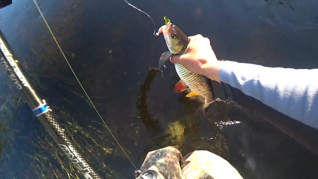 Голавль на FUGAZ 32F. Река Сож смотреть онлайн