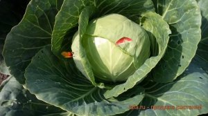 Капуста белокочанная Июньская (iyunskaya) ? Июньская обзор: как сажать, семена капусты Июньская