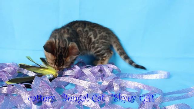 питомник бенгалов, cattery  Bengal Cat  "Skyey Gift"