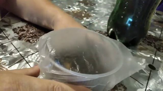 Ставим на проращивание Ранункулюс и розу из коробки смотреть онлайн