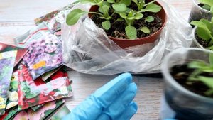 Так Петунию вы не размножали