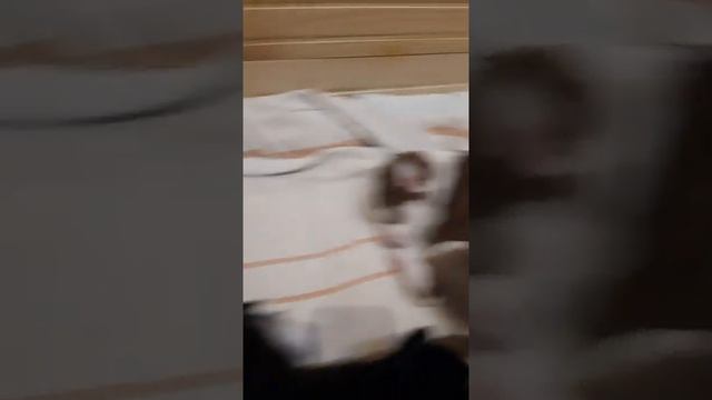 Райлли хаски смотреть онлайн