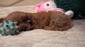 Перша ПОДОРОЖ Насті з собачкою Теффі на ДАЧУ влог My little Nastya