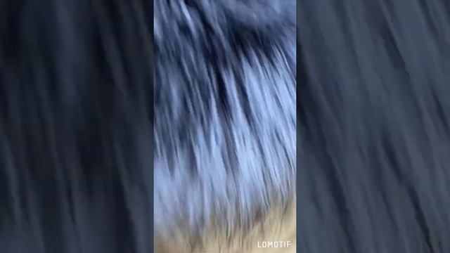 Парка с чернобуркой смотреть онлайн