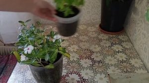 Катарантус (барвинок) осенью. Стрижка и черенкование.