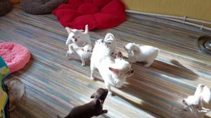 ПАПА ВАМ НЕ МАМА😂 питомник чихуахуа и той-пудель мальтипу Кастропуло Крым+79787458062