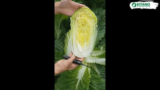 Cемена Китано. Выращивание пекинской капусты в открытом грунте - ТЕНСАИ F1 (KS 374 F1) смотреть онлайн