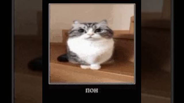 пон смотреть онлайн