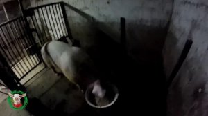 Козы самые умные животные