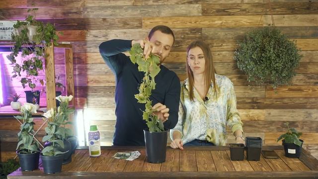 Говорим об огурцах | Стоит ли сеять через рассаду | Какие посадить в теплицу, открытый грунт, кашпо смотреть онлайн