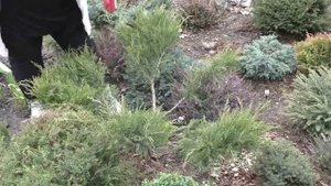 весенняя стрижка и формировка растений в саду ( хвойные)