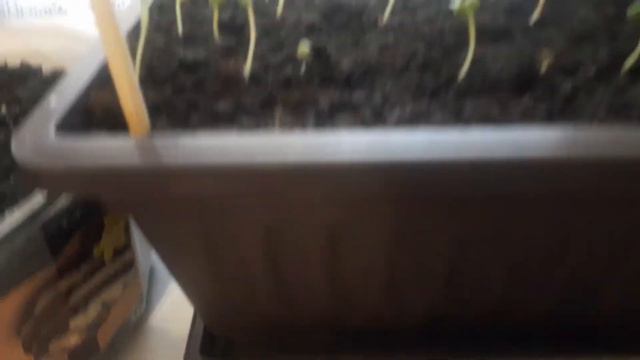 Новости с огорода на подоконнике. Декабрист красавец