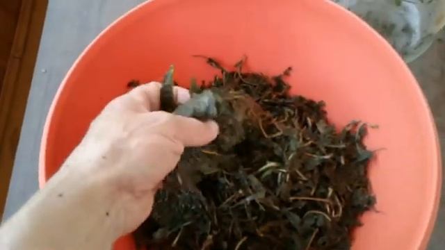 Кипрей смотреть онлайн