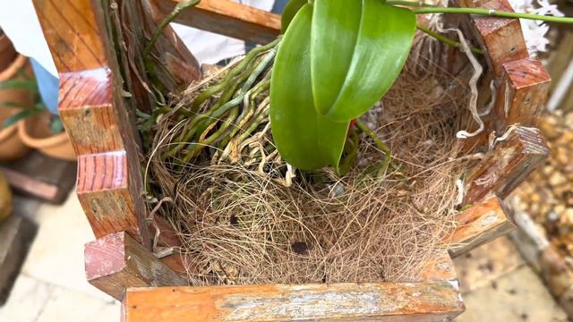 How I care for my Phalaenopsis equestris var. cyanochilus смотреть онлайн