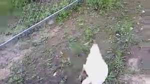 болезнь гусей