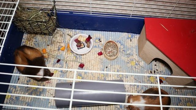 Кусаются ли морские свинки? Почему морская свинка укусила до крови - что делать? смотреть онлайн