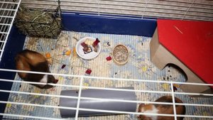 Кусаются ли морские свинки? Почему морская свинка укусила до крови - что делать?