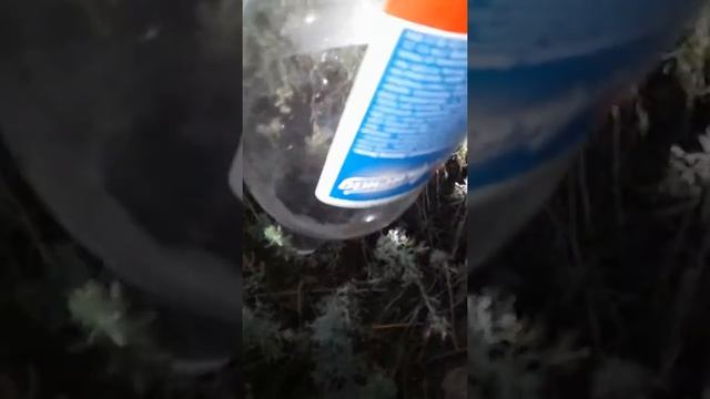 ?Нашли тарантула? | Охота смотреть онлайн