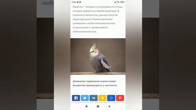 Волнистый попугай VS Корелла. Кто лучше ?