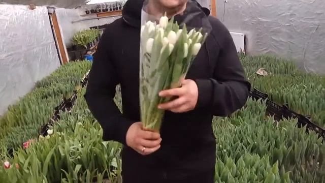 Вирощування тюльпанів. Тюльпани Антарктика. Tulips Antarctica / Выращивание тюльпанов.