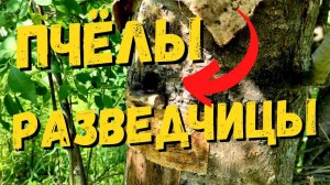 Прилетела разведка! Скоро прилетит рой! Пчёлы разведчицы #54