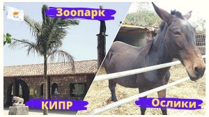 Зоопарк и ослики