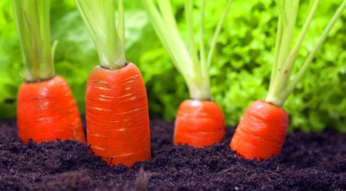 Простая подкормка для крупной и сладкой моркови