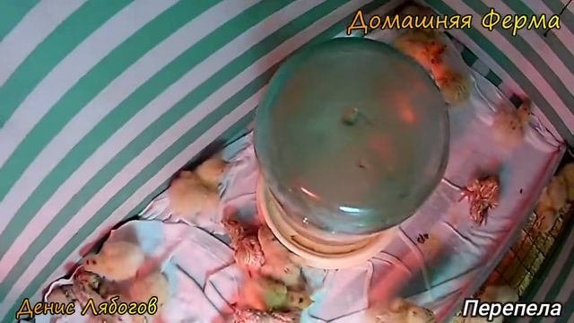 Разведение перепелов, первый опыт, Вся правда, Домашняя ферма, часть 2, Ошибки инкубации, Вывод,